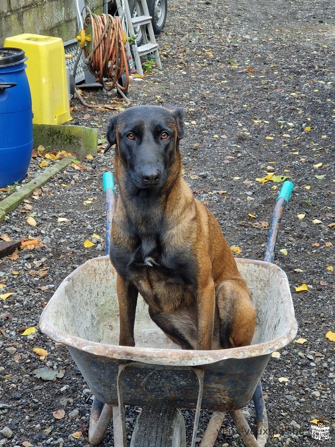 Berger Malinois