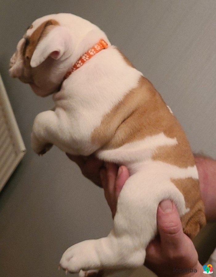 Prachtige Engelse Bulldog pups zoeken een goed huis.