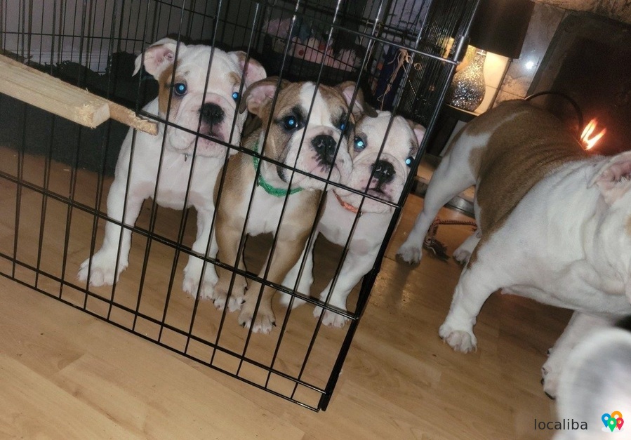 Prachtige Engelse Bulldog pups zoeken een goed huis.