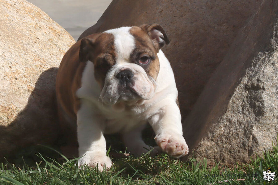 Chiots Bouledogue Anglais Disponibles.