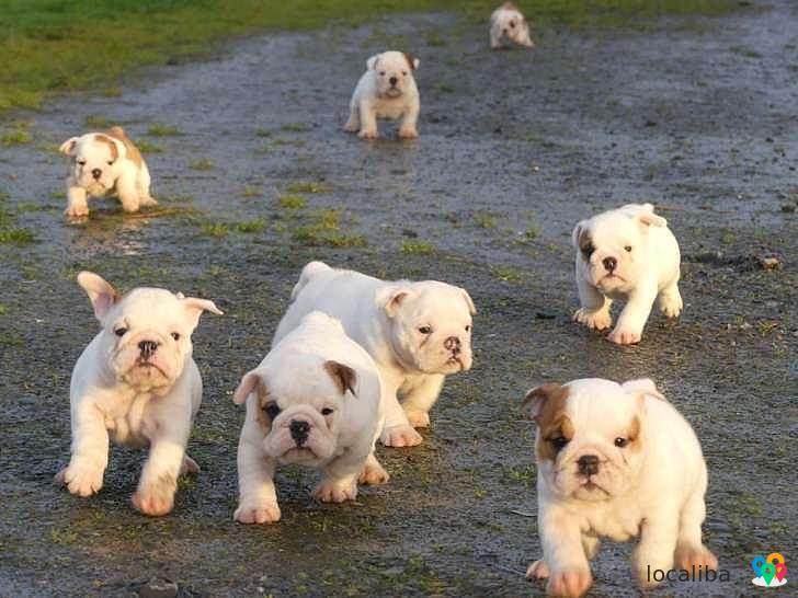 9 chiots Bulldogs Anglais, 5 femelles et 4 mâles disponible.