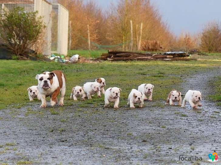 9 chiots Bulldogs Anglais, 5 femelles et 4 mâles disponible.