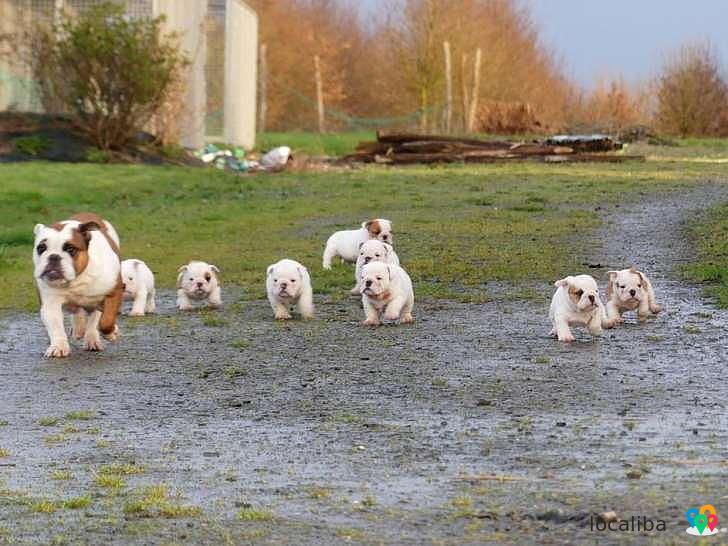 9 chiots Bulldogs Anglais, 5 femelles et 4 mâles disponible.