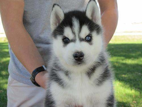 à réserver chiots de type Siberien husky