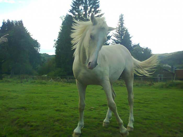 etalon palomino