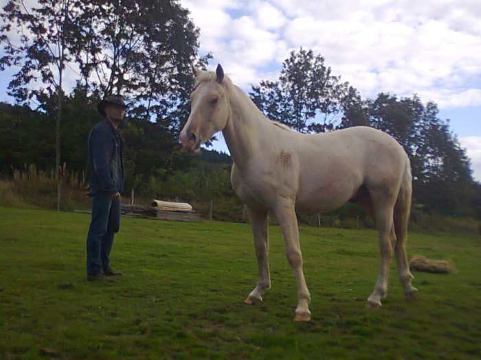 etalon palomino