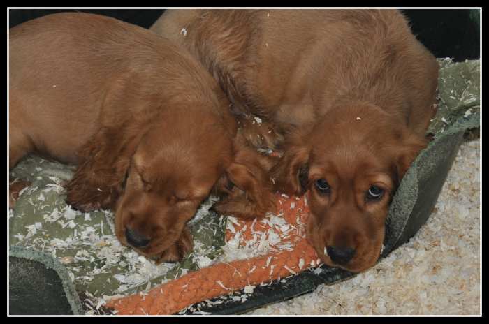 chiots cocker anglais