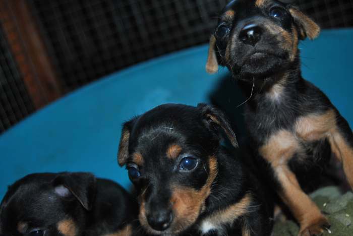 Chiots croisés de petites tailles.