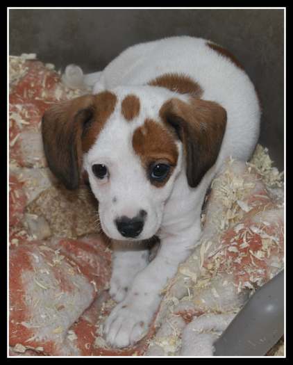 Chiots croisés de petites tailles.