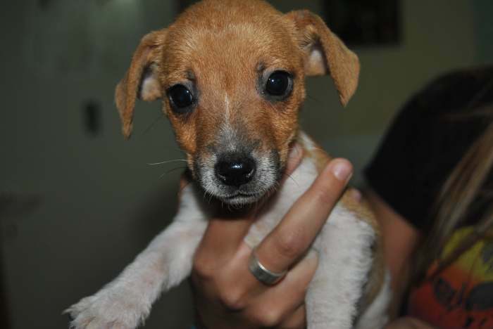 Chiots jack russel mini