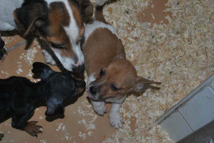 Chiots jack russel mini