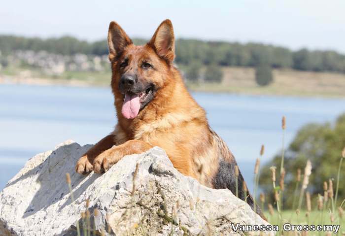 Magnifiques Chiots Berger Allemand noir et feu pure race