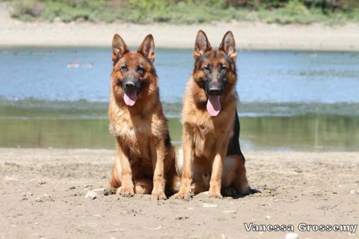 Magnifiques Chiots Berger Allemand noir et feu pure race