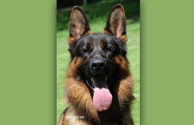 Magnifiques Chiots Berger Allemand noir et feu pure race