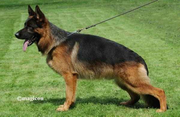 Magnifiques Chiots Berger Allemand noir et feu pure race