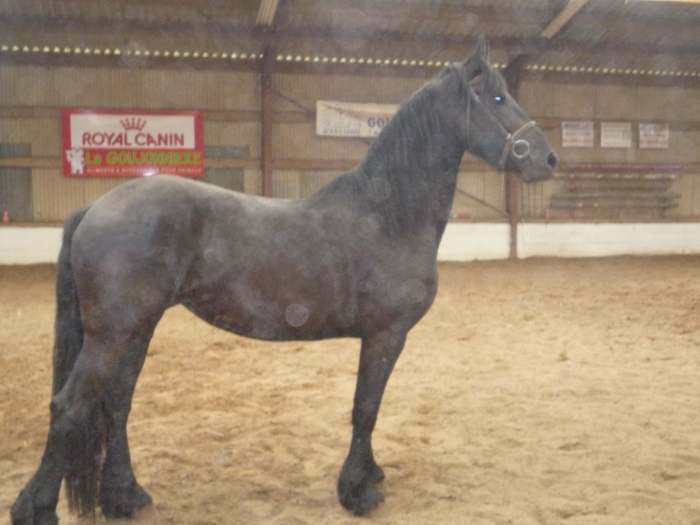 superbe jument frison 3 ans