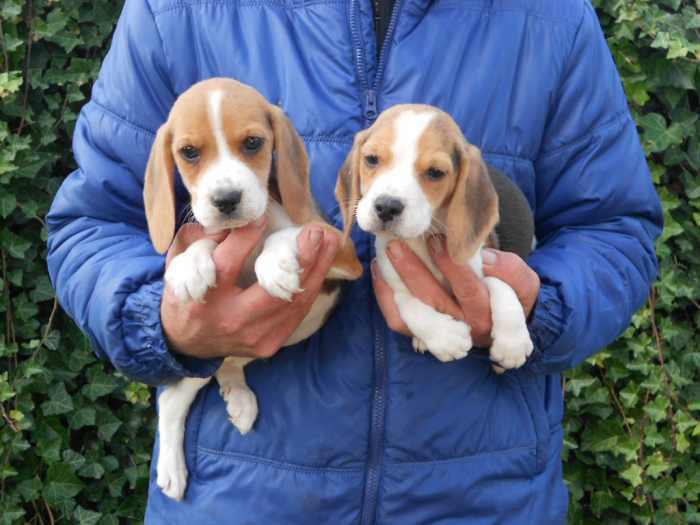 Beagle chiots