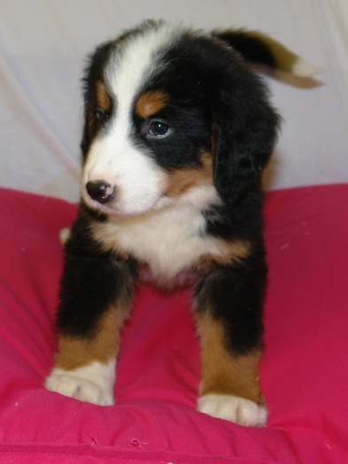 Chiots bouvier bernois