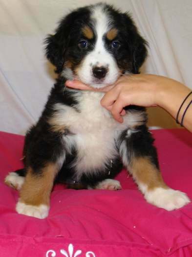 Chiots bouvier bernois