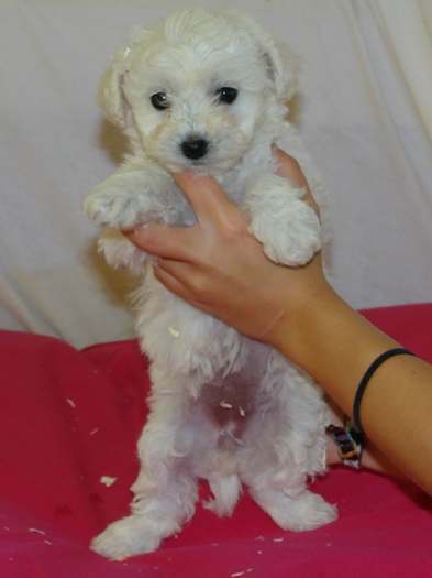 Chiots bichon frisé