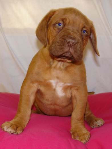 Chiots dogue de Bordeaux