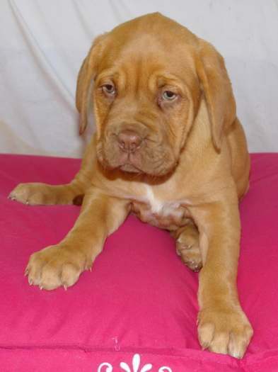 Chiots dogue de Bordeaux