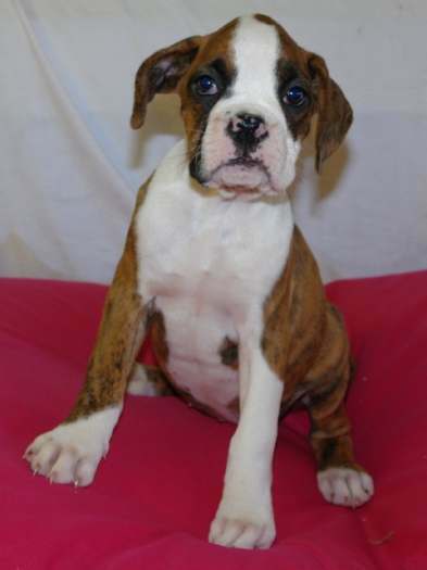 Chiots boxer