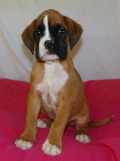 Chiots boxer