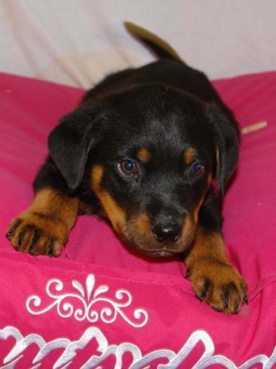 Chiot Rottweiler