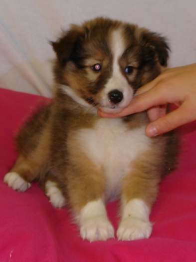 Chiots shetland