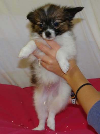 Chiots papillon