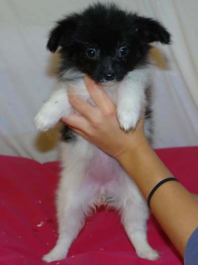 Chiots papillon