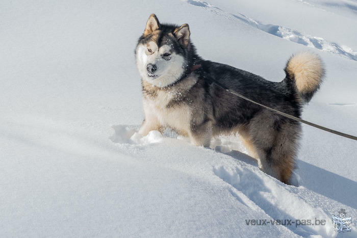 Malamute d'Alaska - Eleveur