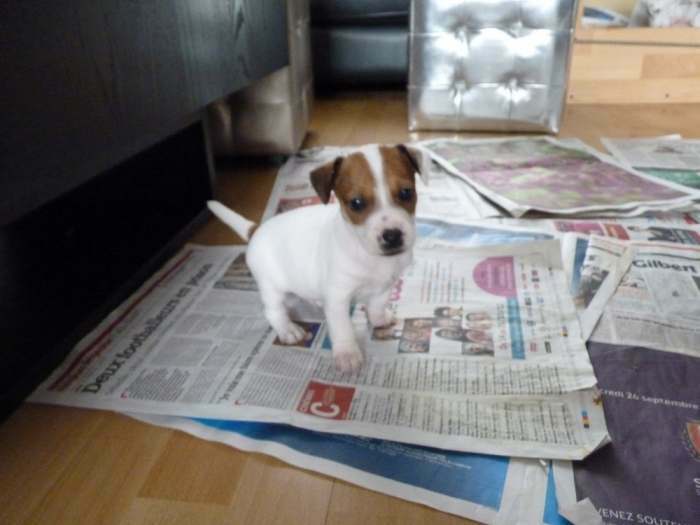 chiots jack russel a vendre