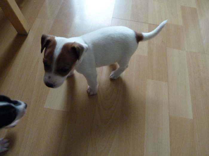 chiots jack russel a vendre