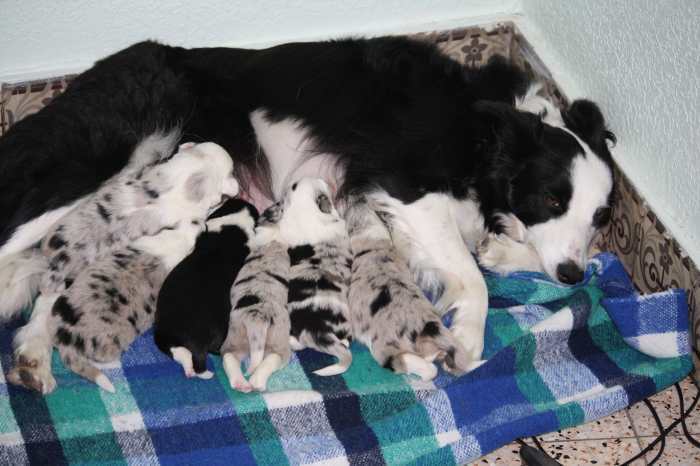 chiots border collie