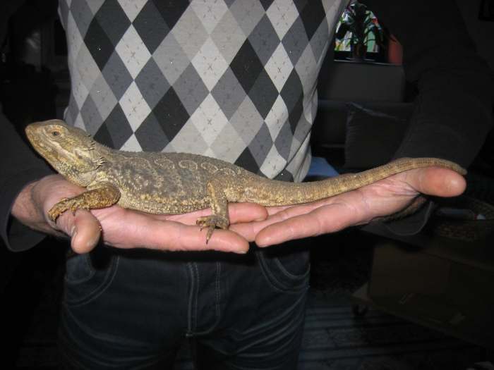 pogona