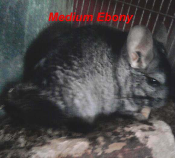 2 couples de chinchillas + 2 chinchillas a vendre