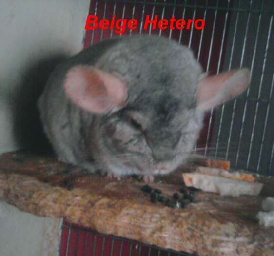 2 couples de chinchillas + 2 chinchillas a vendre