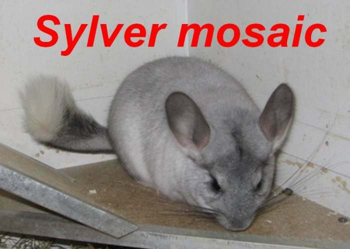 2 couples de chinchillas + 2 chinchillas a vendre