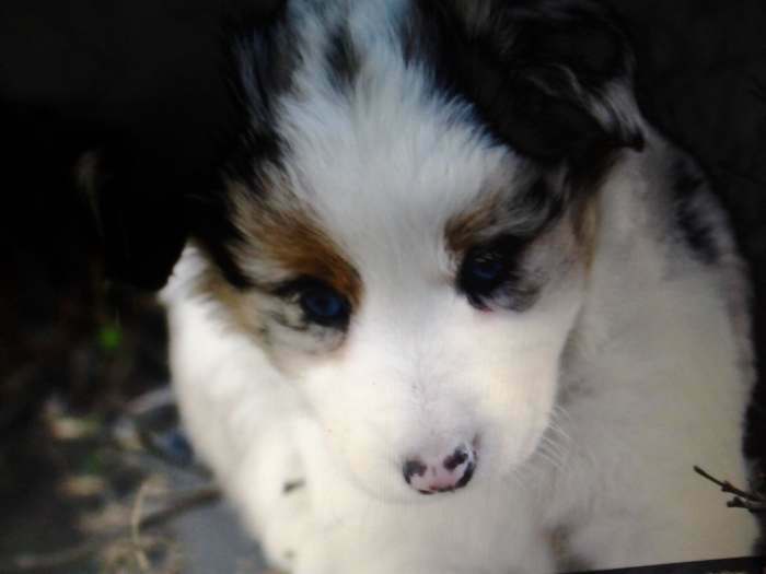 border collie