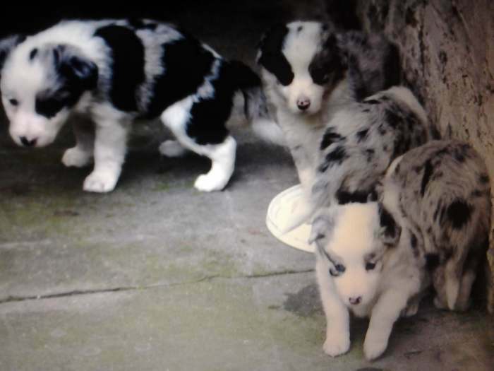 border collie