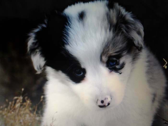 border collie