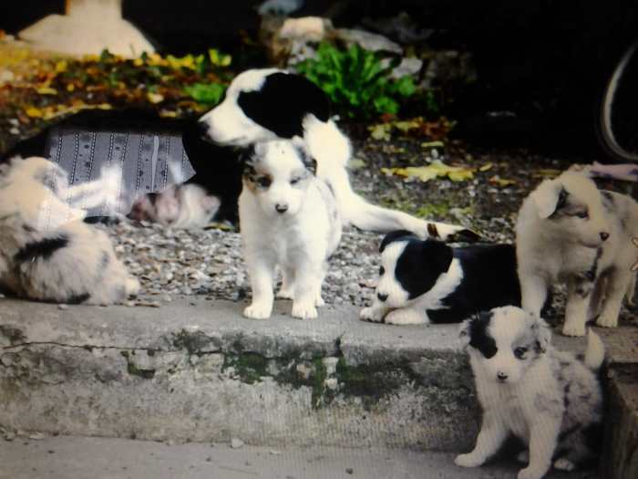 border collie