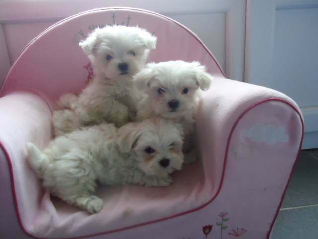 Chiots bichon maltais disponibles