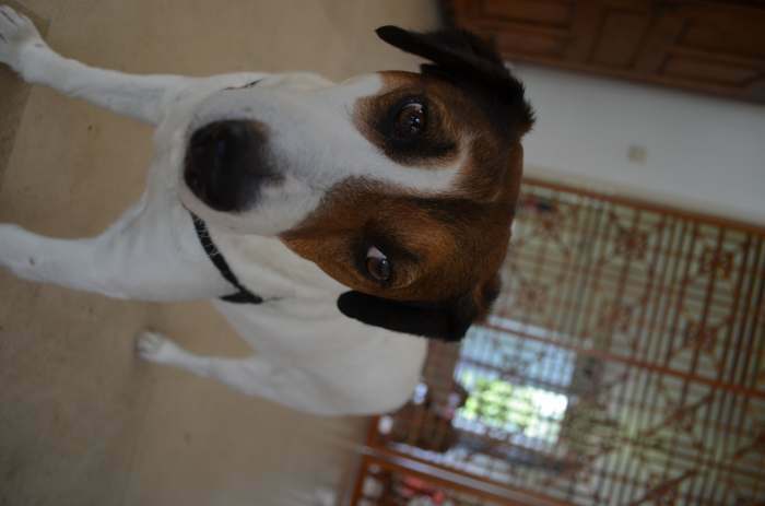 Recherche maison d' adoption temporaire pour mon jack russelle