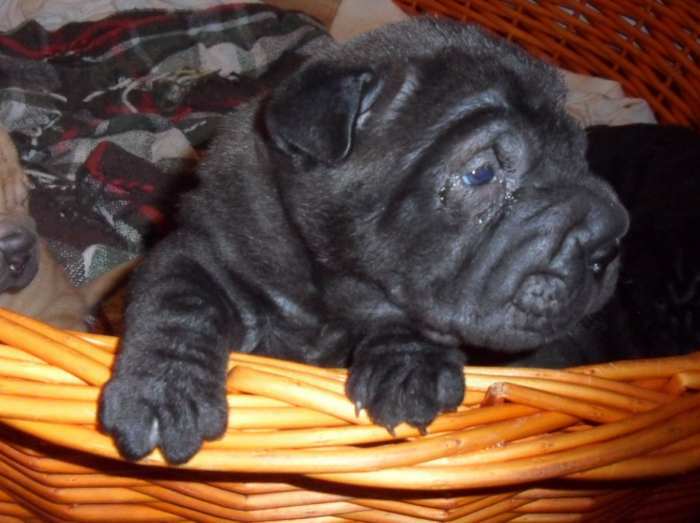 chiots shar pei à reserver