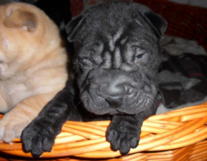 chiots shar pei à reserver