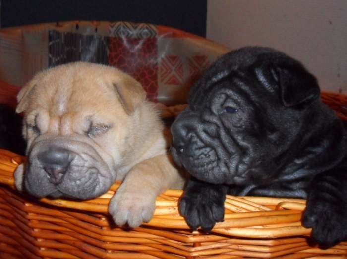 chiots shar pei à reserver