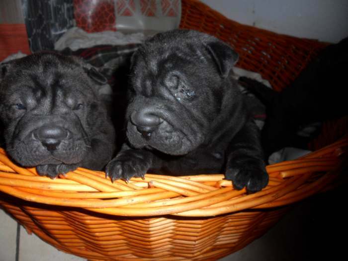 chiots shar pei à reserver